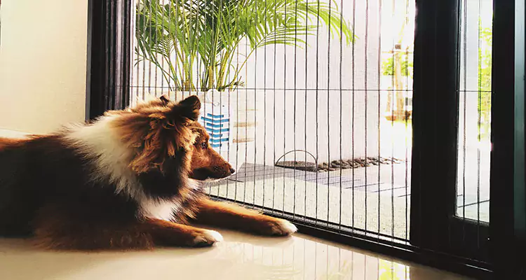 Sliding Screen Pet Door Repair in North Fort Myers, FL