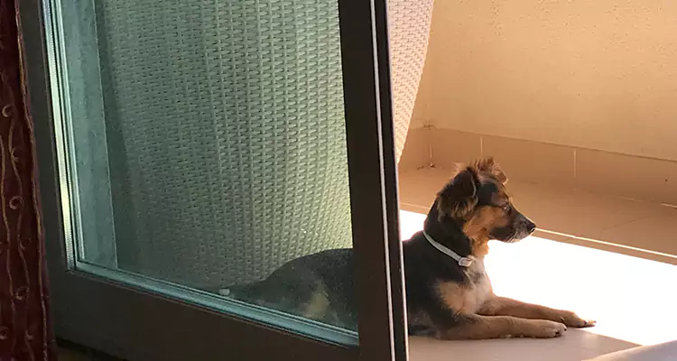 French Door Pet Screen Repair in North Fort Myers, FL